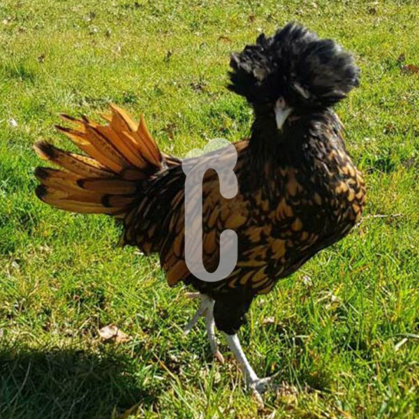 Capture-padoue - Ma poule Cot'Cot, adoption de poule en Aveyron