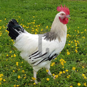 Coq-Sussex - Ma poule Cot'Cot, adoption de poule en Aveyron