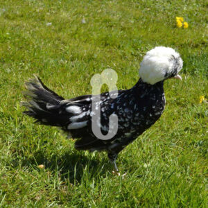 Hollandaise-Noire-caillouteÌ_e-blanc-a-huppe-blanche-1 - Ma poule Cot'Cot, adoption de poule en Aveyron