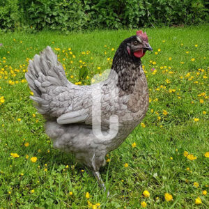 PAP-BLEUE - Ma poule Cot'Cot, adoption de poule en Aveyron
