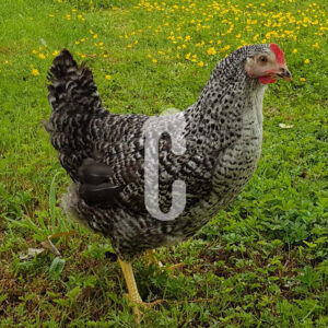 PAP-COUCOU1 - Ma poule Cot'Cot, adoption de poule en Aveyron