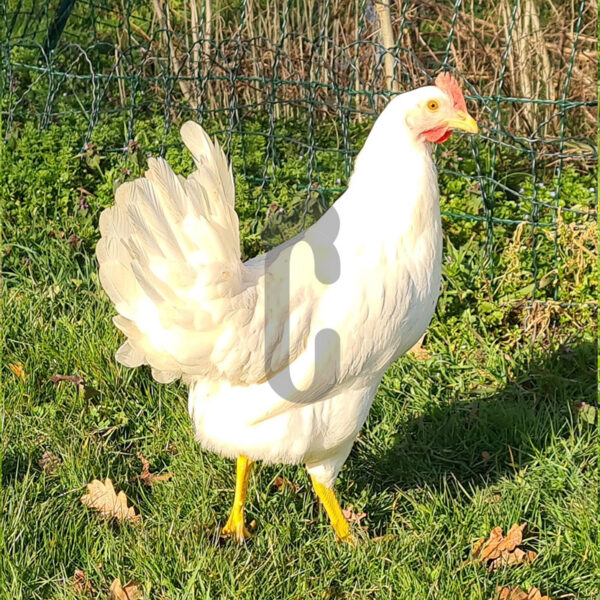 Poule-Azur - Ma poule Cot'Cot, adoption de poule en Aveyron