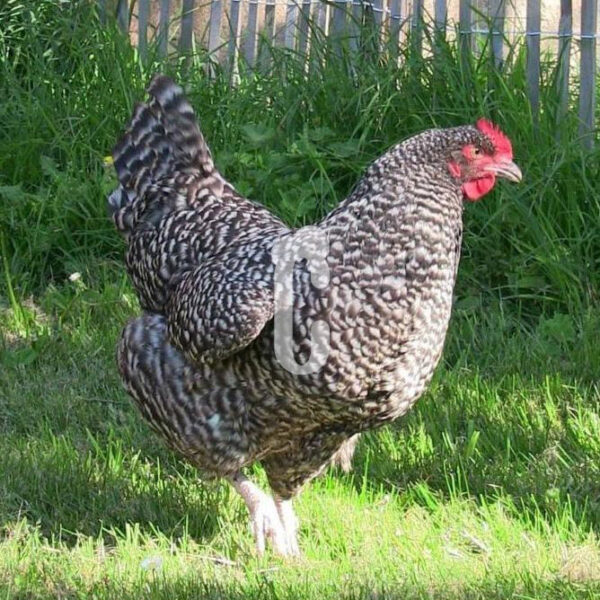 Poule-COUCOU-de-RENNES - Ma poule Cot'Cot, adoption de poule en Aveyron