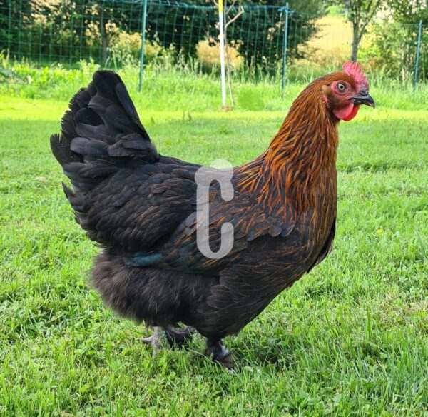 Poule-Marans-pure-race - Ma poule Cot'Cot, adoption de poule en Aveyron