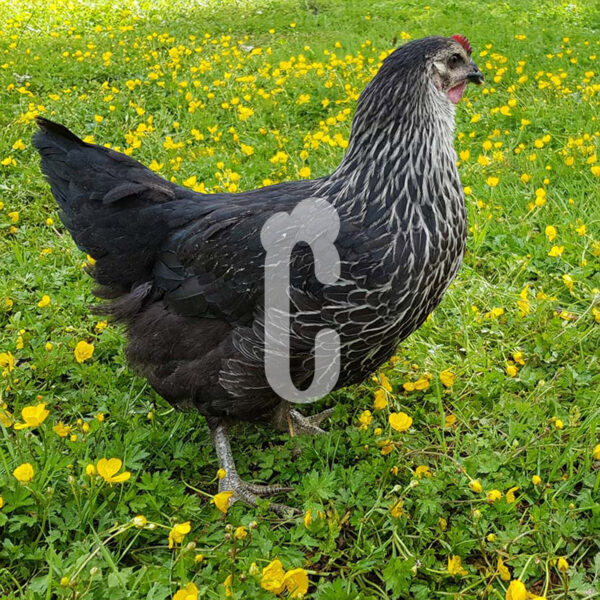 Poule-Medicis - Ma poule Cot'Cot, adoption de poule en Aveyron