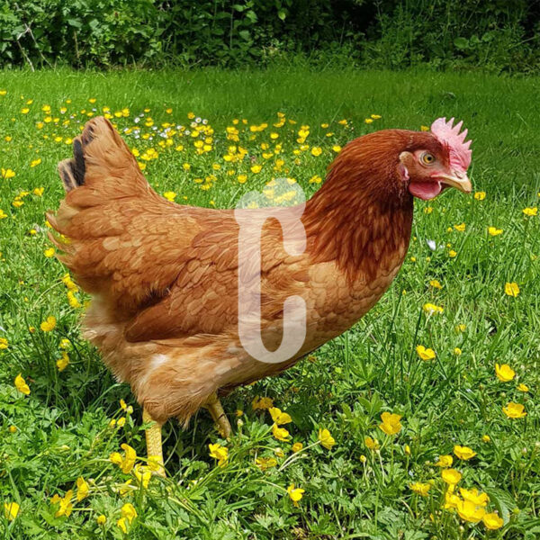 Poule-ROUGE - Ma poule Cot'Cot, adoption de poule en Aveyron