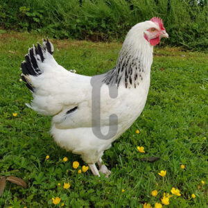 Poule-sussex-MALICE - Ma poule Cot'Cot, adoption de poule en Aveyron