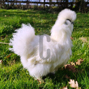 Soie-blanche - Ma poule Cot'Cot, adoption de poule en Aveyron