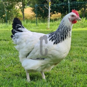 Sussex-race-pure - Ma poule Cot'Cot, adoption de poule en Aveyron