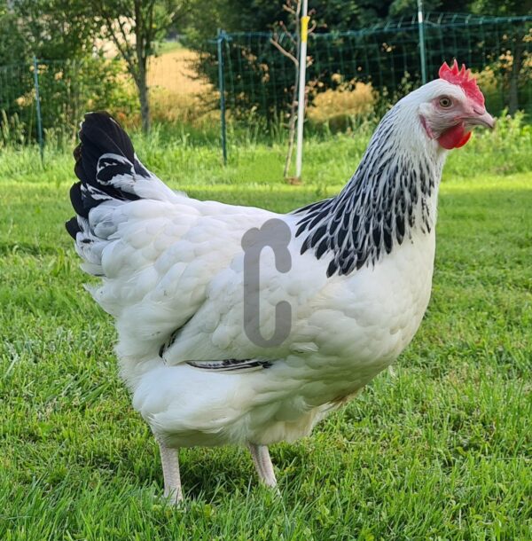 Sussex-race-pure - Ma poule Cot'Cot, adoption de poule en Aveyron