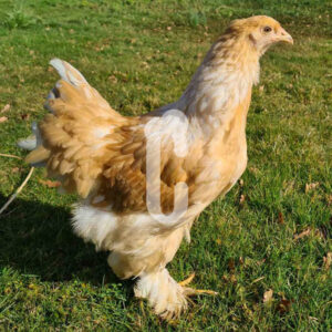 capture-brahma - Ma poule Cot'Cot, adoption de poule en Aveyron