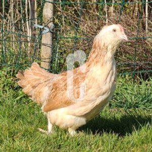 capture-faverolles-naine - Ma poule Cot'Cot, adoption de poule en Aveyron