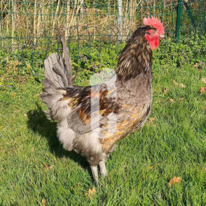 coq-bleu - Ma poule Cot'Cot, adoption de poule en Aveyron