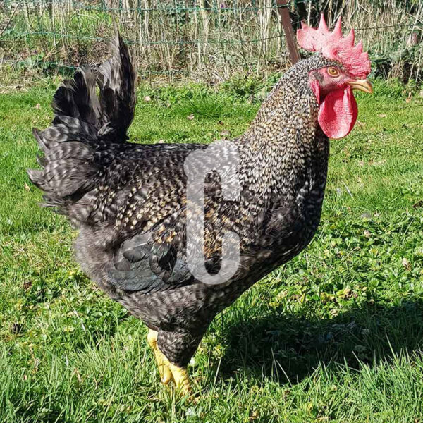 coq-coucou - Ma poule Cot'Cot, adoption de poule en Aveyron