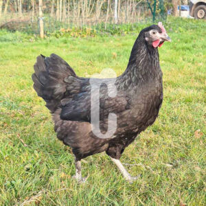 poule-noirans - Ma poule Cot'Cot, adoption de poule en Aveyron