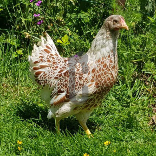 wyandotte-naine - Ma poule Cot'Cot, adoption de poule en Aveyron